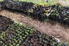 Plant-collection-at-Union-Ganadera-community-2-Copiar