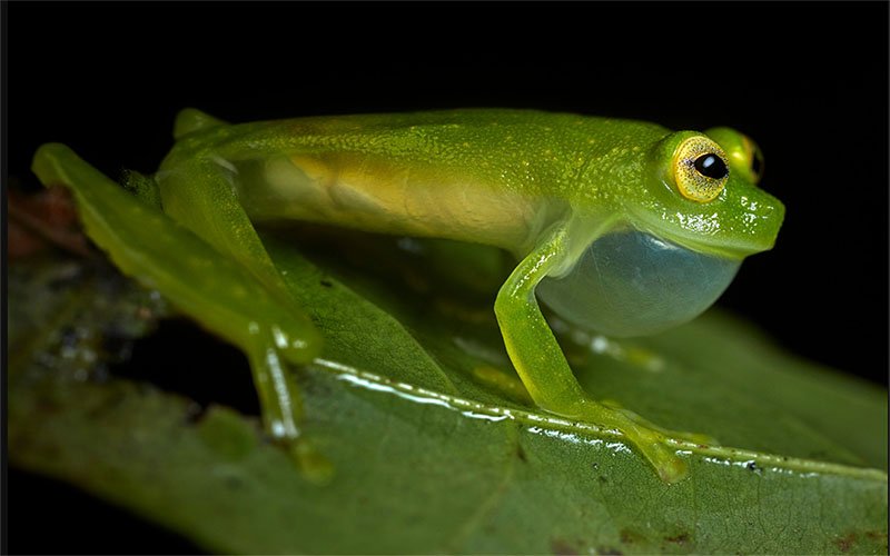 THE CRYSTAL FROG