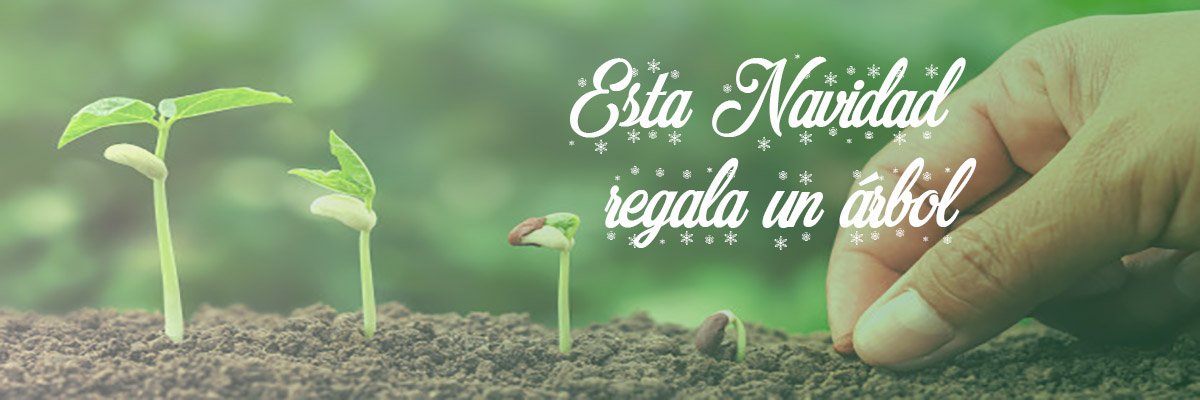 arbol 333